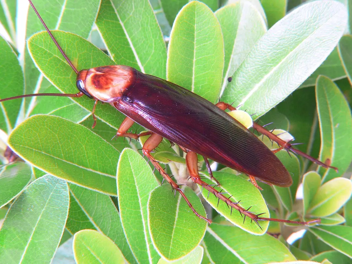 Cucaracha Americana