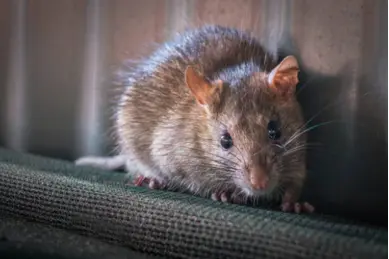 Rata de alcantarilla