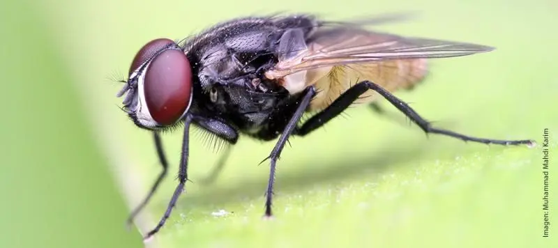 Mosca doméstica