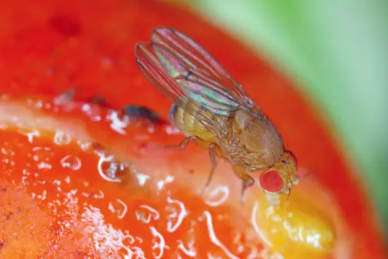 Mosca de la fruta